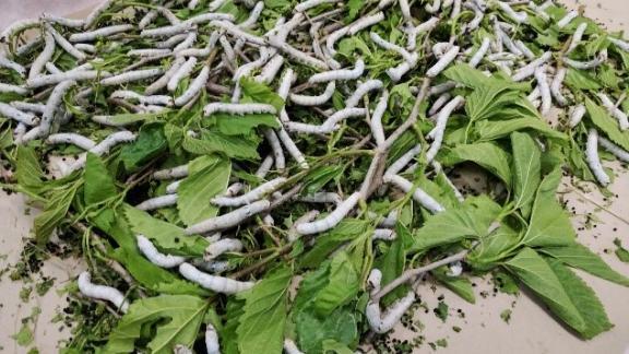 Станция шелководства на Ставрополье завершила первый этап работ