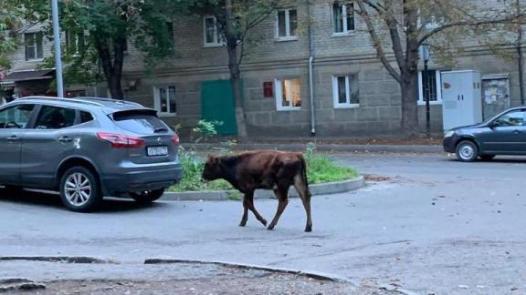 Гуляющего по магазинам Кисловодска телёнка увезли на штрафстоянку