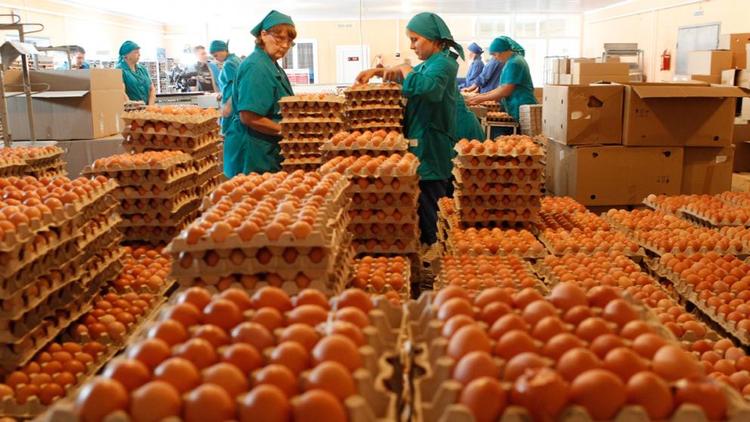 Производители яиц обратились в ФАС проверить ценообразование на свою продукцию в магазинах
