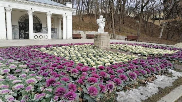 В Ессентуках расцвела декоративная капуста