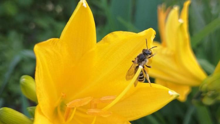 Специалисты рассказали о причинах появления пчёл в Ставрополе