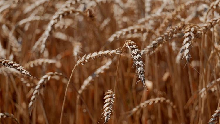 На Ставрополье заколосились озимые пшеница и ячмень