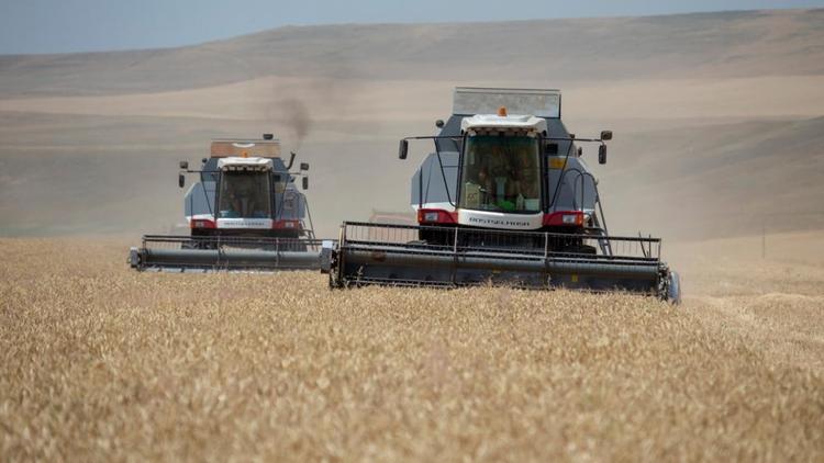 Восточные территории Ставрополья приступят к уборке зерновых через 5 дней