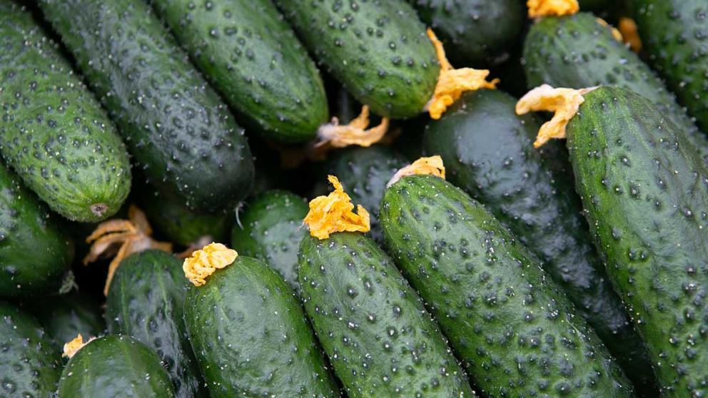 На Ставрополье собрали более 6 тысяч тонн тепличных овощей 