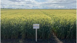 В госреестр селекционных достижений внесено 13 сортов сельхозкультур ставропольской селекции