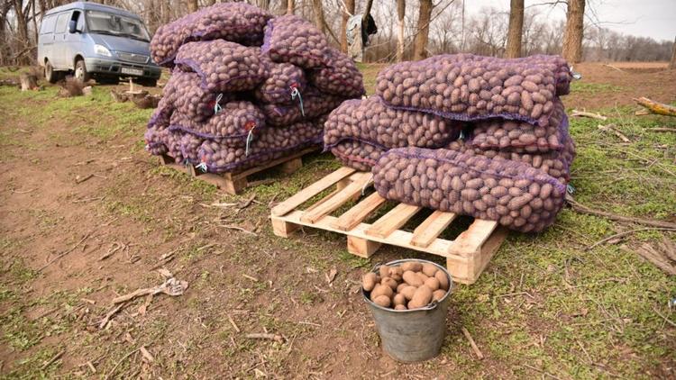 На Ставрополье скоро начнут собирать ранний картофель