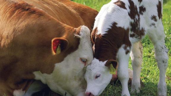 В Будённовском районе у пенсионера украли 8 голов крупного рогатого скота