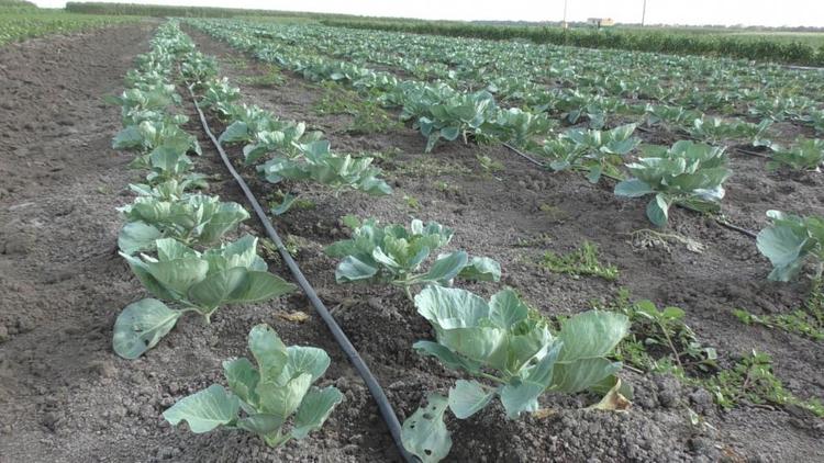 Ставрополье заняло первое место по страхованию овощных культур в стране