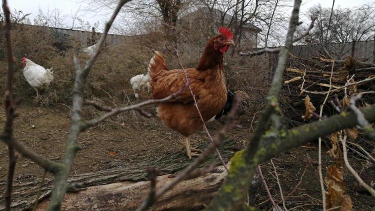 Ставрополье вошло в число регионов-лидеров по экспорту сельхозпродукции