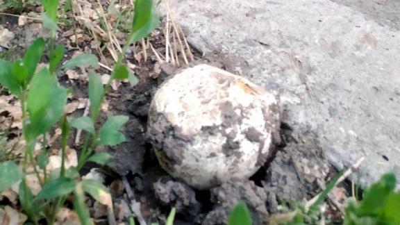 Во дворах Невинномысска выросли грибы