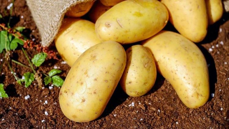 На Ставрополье аграрии завершают посадку картофеля