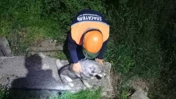 Ставропольские спасатели помогли собаке выбраться из котлована