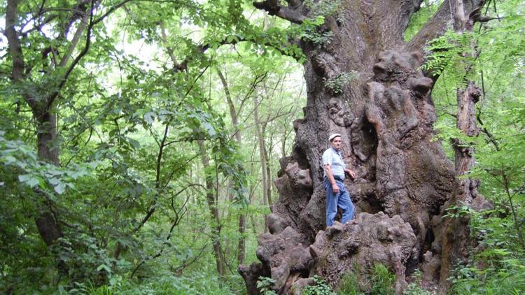 На Ставрополье гигантское дерево исполняет мечты