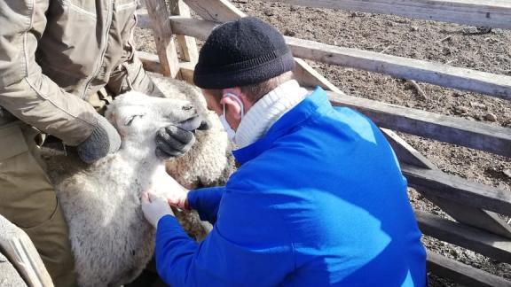 Ветеринары Ипатовского округа Ставрополья обследовали крупный и мелкий рогатый скот