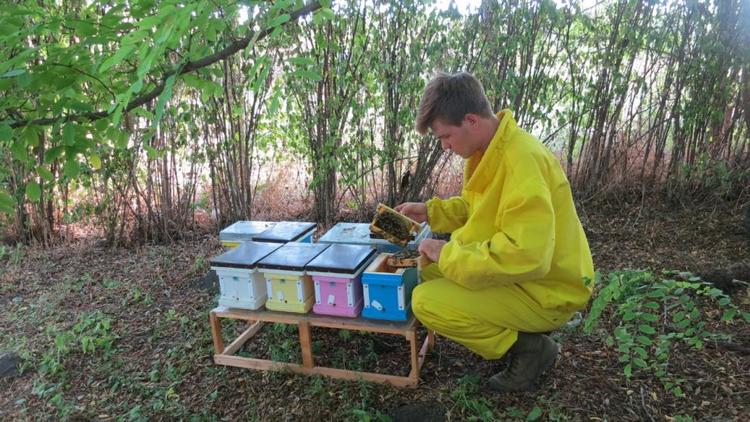 На Ставрополье пчеловоды производят крем-мёд