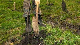 Около 4 тысяч деревьев высадили ставропольцы за время первого в году городского субботника