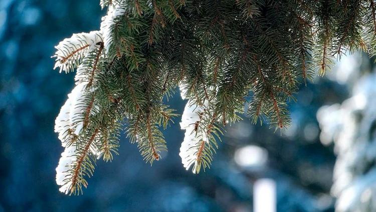 На Ставрополье синоптики прогнозируют ночные морозы до минус 17 градусов
