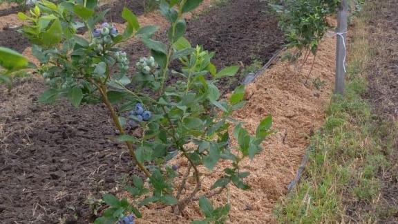На Ставрополье фермер из Кочубеевского округа выращивает голубику