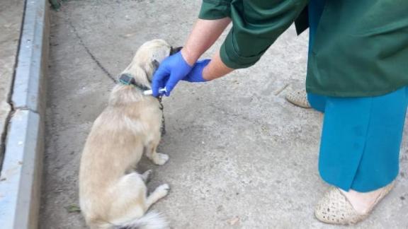 В Туркменском округе Ставрополья ветеринары вакцинировали животных