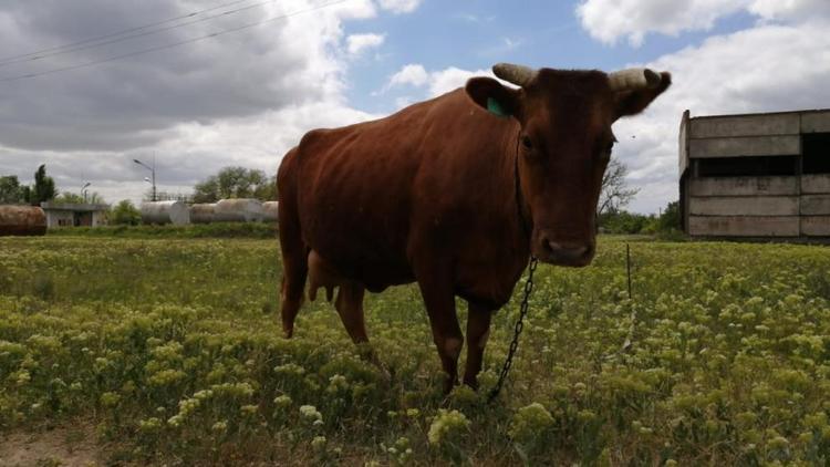 На Ставрополье выросло производство сельхозпродукции