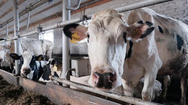 Молочное производство на Ставрополье вырастет до 680 тысяч тонн к 2025 году