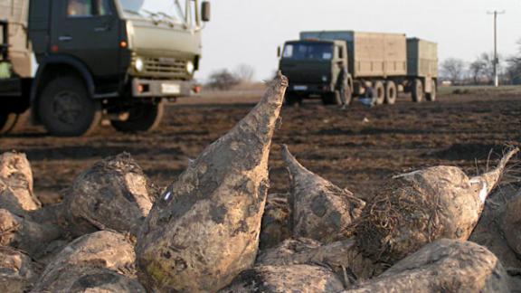 Более 577 тысяч тонн сахарной свёклы убрали в Кочубеевском округе Ставрополья