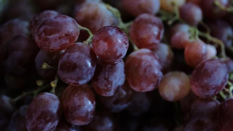 На Ставрополье за неделю собрано 6 тонн винограда