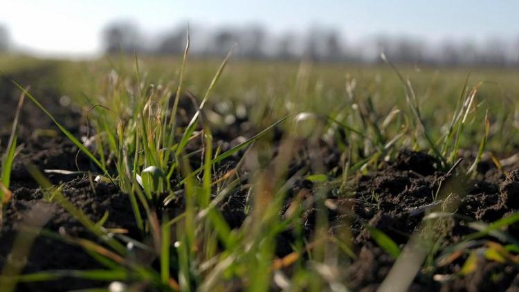 Аграрии Ставрополья обсудили агрохимическое обеспечение весенних полевых работ