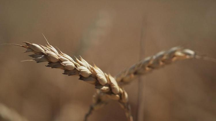 На Ставрополье почти вдвое увеличат посевы пшеницы твёрдых сортов