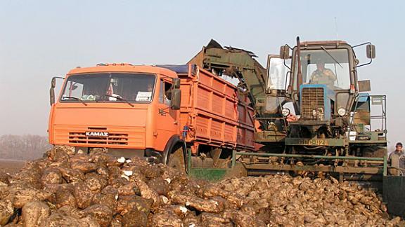 Сахарной свеклы в Кочубеевском районе выращивают столько, что необходим свой сахарный завод