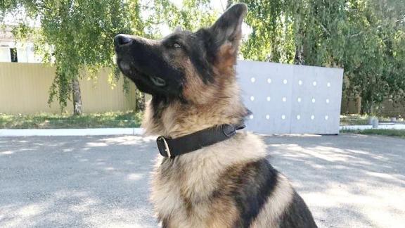 На Ставрополье угонщик выдал своё укрытие, испугавшись полицейской собаки