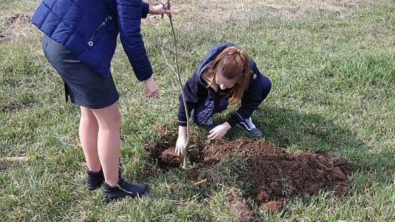 Больше сотни ясеней и кленов высадили в селе Кевсала