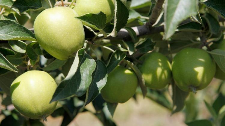 Многофункциональное фруктохранилище планируют построить в Невинномысске