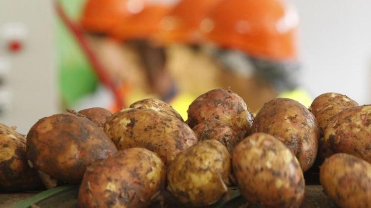 На Ставрополье собрано свыше 73 тысяч тонн картофеля