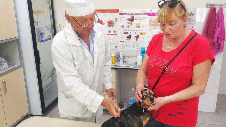 В Пятигорске кошкам и собакам делают прививки против бешенства