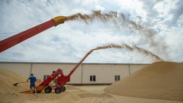 В Ипатовском округе собрано более 600 тысяч тонн зерна