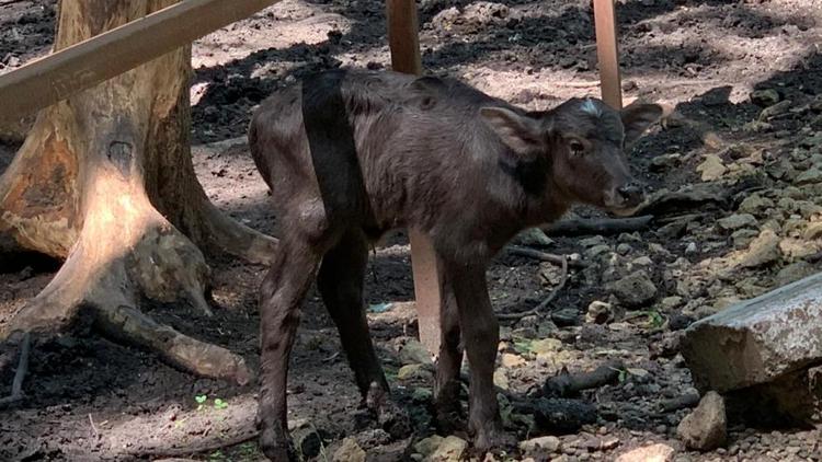 В ставропольском зоопарке появилось первое потомство буйволов