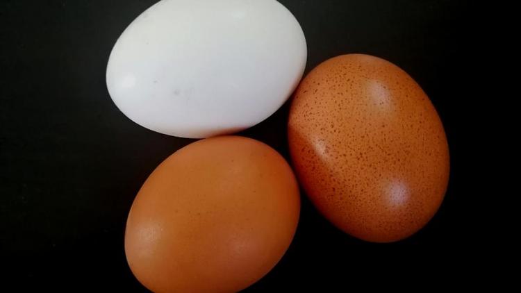 На Ставрополье производители куриных яиц могут получить господдержку