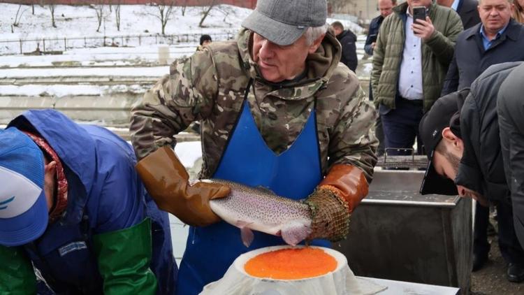На Ставрополье объём господдержки рыбоводства превысил 20 млн рублей