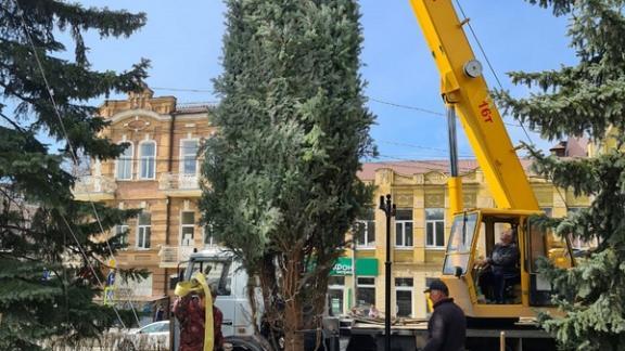 Семиметровые ели высаживают в пятигорском сквере