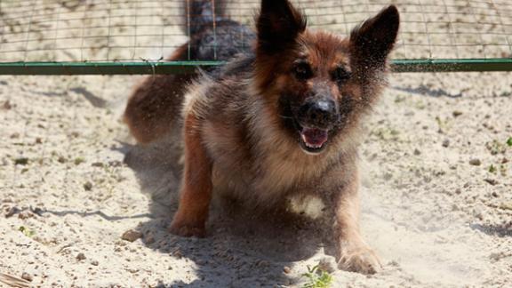 Пёс Рекс обнаружил наркотики на ассенизаторе в колонии на Ставрополье