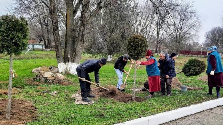 В парке посёлка Рощино на Ставрополье высадили катальпу