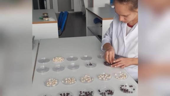 Невинномысские школьники разработали безопасный нано-протравливатель семян