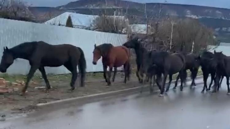 В Кисловодске вновь «арестовали» табун лошадей 