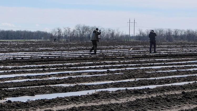 На Ставрополье приступили к высадке овощной рассады в открытый грунт