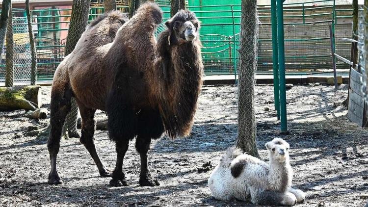 В ставропольском зоопарке бэби-бум: родителями стали верблюды и камерунские козы