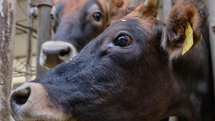 Ставропольский молочный комплекс нарастит производство до 16,5 тысячи тонн в год