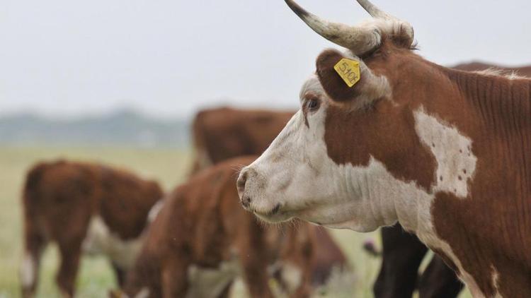 На Ставрополье для повышения продуктивности молочного стада внедрят генетические технологии