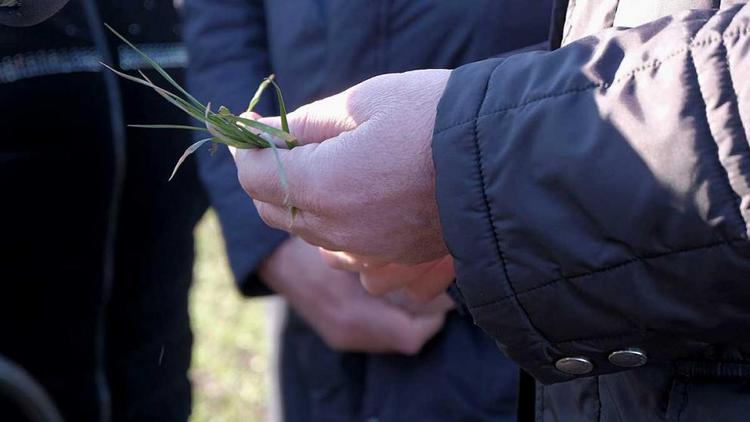 На Ставрополье посевы озимого ячменя обрабатывают биопрепаратом