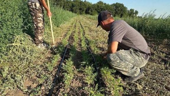 Лесничества Ставрополья высадили клён и джузгун